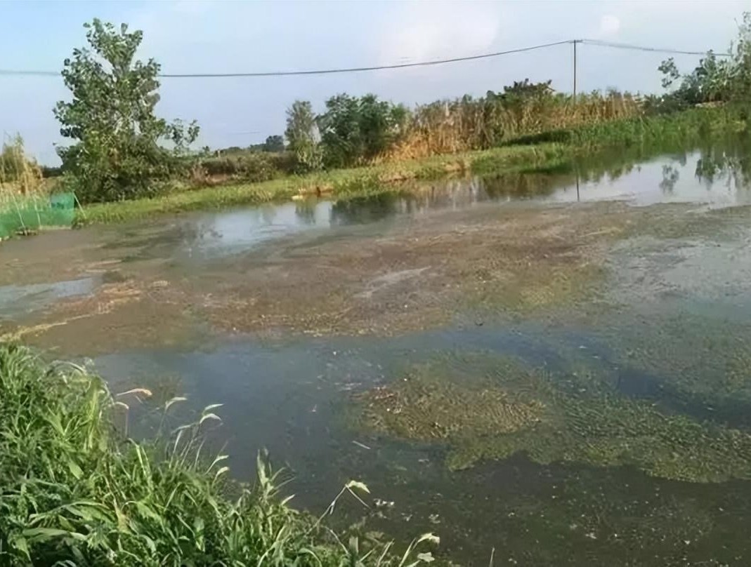 Causes and hazards of algae in ponds